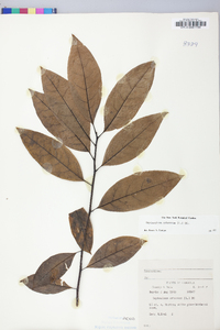 Oxydendrum arboreum image