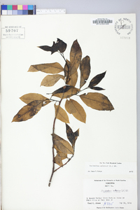 Oxydendrum arboreum image