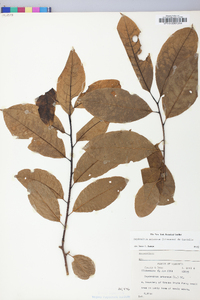 Oxydendrum arboreum image