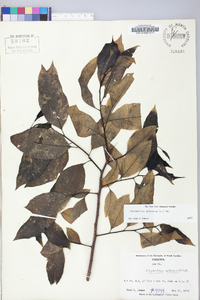 Oxydendrum arboreum image