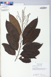 Oxydendrum arboreum image