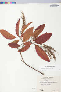 Oxydendrum arboreum image