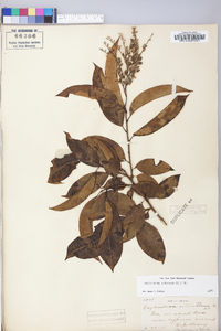 Oxydendrum arboreum image