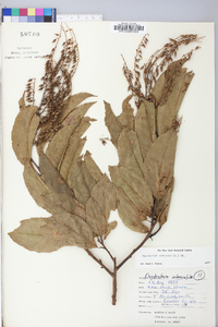 Oxydendrum arboreum image