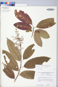 Oxydendrum arboreum image