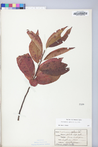 Oxydendrum arboreum image