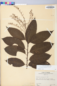 Oxydendrum arboreum image