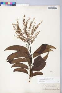 Oxydendrum arboreum image