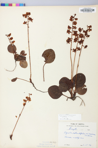 Pyrola rotundifolia image