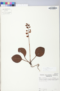 Pyrola rotundifolia var. americana image