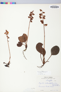 Pyrola rotundifolia image