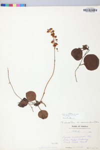 Pyrola rotundifolia image