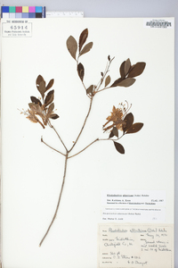 Rhododendron atlanticum image