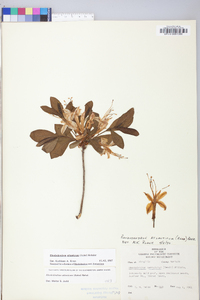 Rhododendron atlanticum image