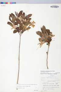 Rhododendron atlanticum image