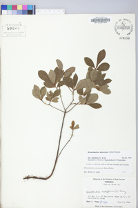 Rhododendron atlanticum image