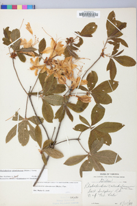 Rhododendron calendulaceum image