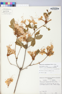 Rhododendron calendulaceum image