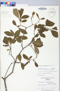 Rhododendron calendulaceum image