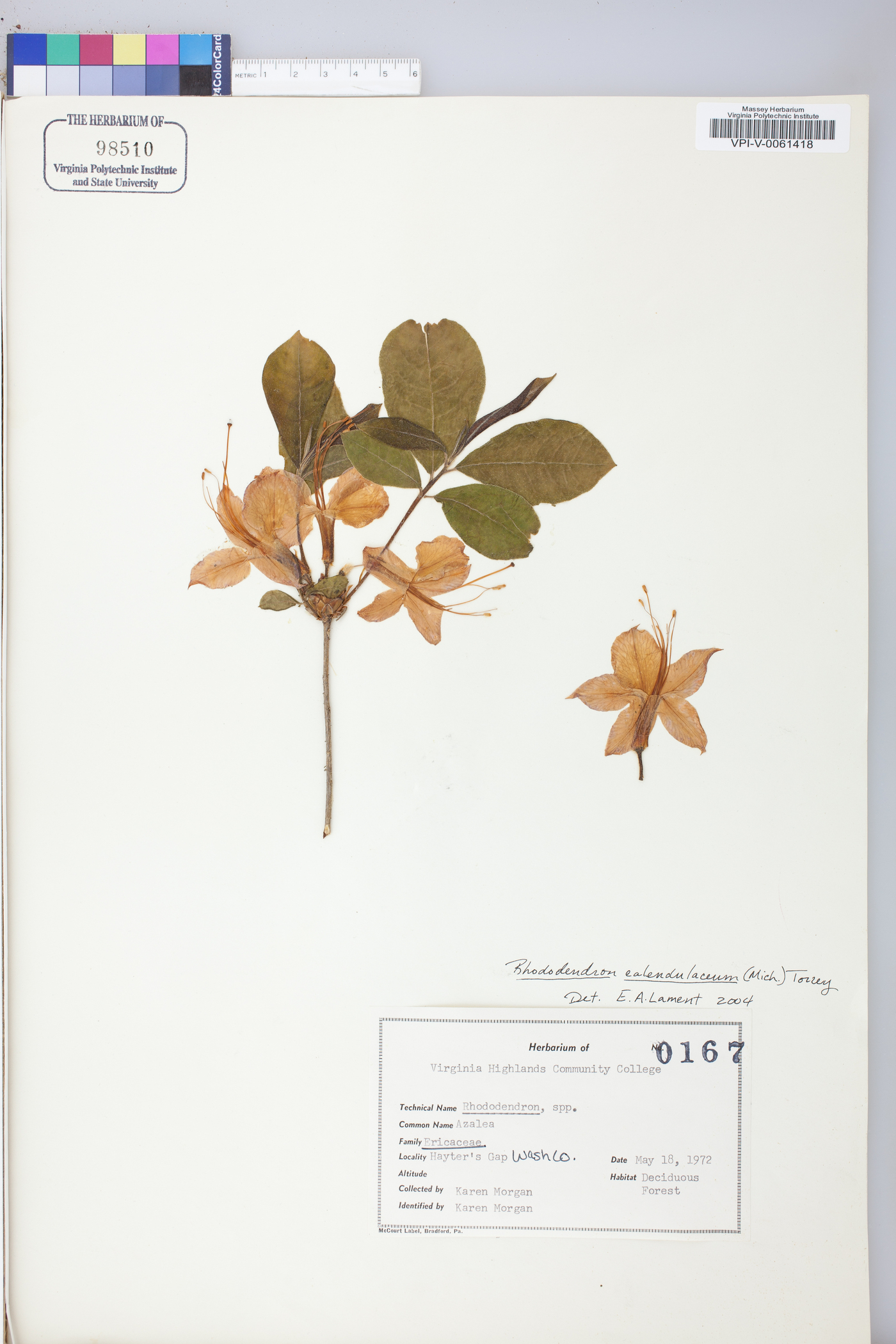 Rhododendron calendulaceum image