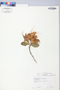 Rhododendron calendulaceum image