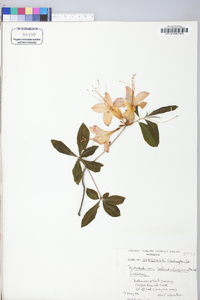 Rhododendron calendulaceum image