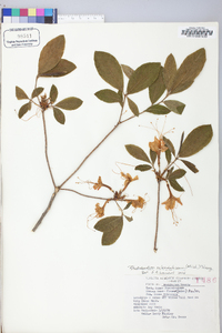 Rhododendron calendulaceum image