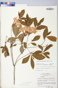 Rhododendron calendulaceum image