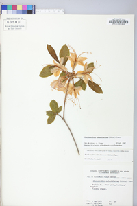 Rhododendron calendulaceum image