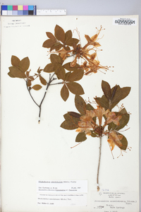 Rhododendron calendulaceum image