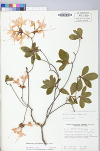 Rhododendron calendulaceum image