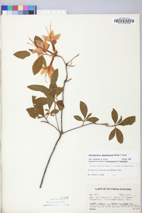 Rhododendron calendulaceum image