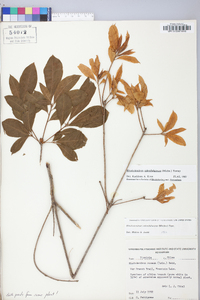 Rhododendron calendulaceum image