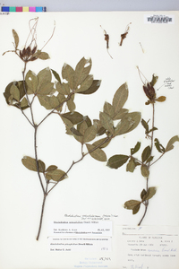 Rhododendron calendulaceum image