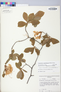 Rhododendron calendulaceum image