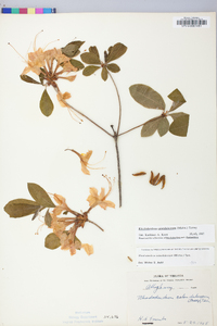 Rhododendron calendulaceum image