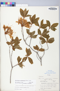 Rhododendron calendulaceum image