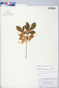 Rhododendron calendulaceum image