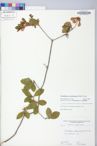 Rhododendron calendulaceum image