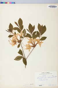 Rhododendron calendulaceum image