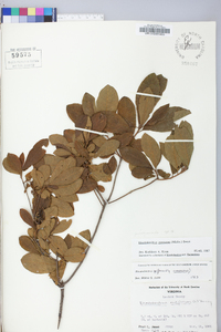 Rhododendron canescens image