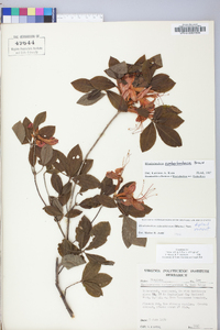 Rhododendron cumberlandense image