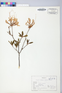 Rhododendron nudiflorum image