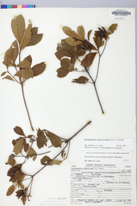 Rhododendron periclymenoides image