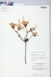 Rhododendron periclymenoides image