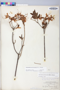 Rhododendron periclymenoides image