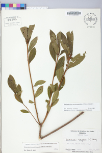 Rhododendron periclymenoides image