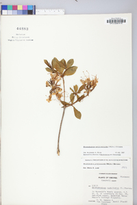 Rhododendron periclymenoides image