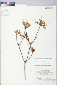 Rhododendron periclymenoides image