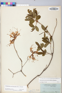 Rhododendron periclymenoides image